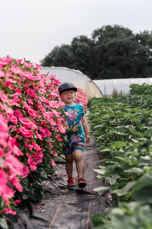 Shorts – Chamäleons